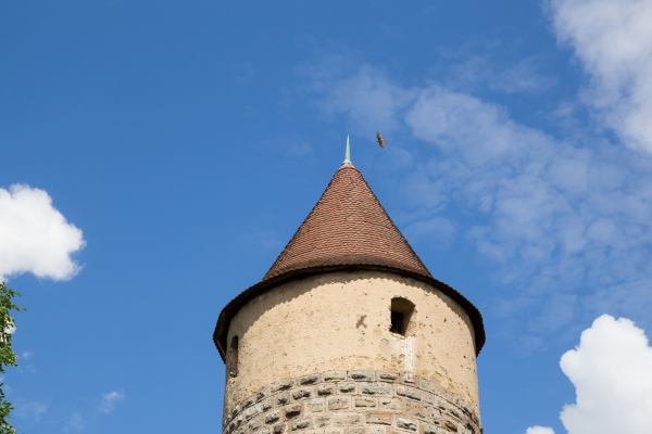 Turmfalke umkreist den Eulenturm der historischen Stadtmauer - Bild ©2019 Richard Schober