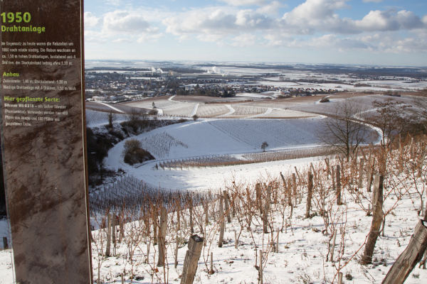 Blick vom historischen Weinberg auf die Weinberge rund um Iphofen Bild ©2019 Richard Schober